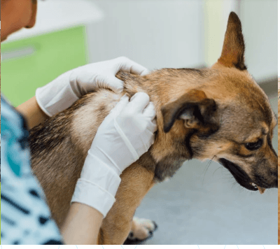 Dog receiving a skin exam