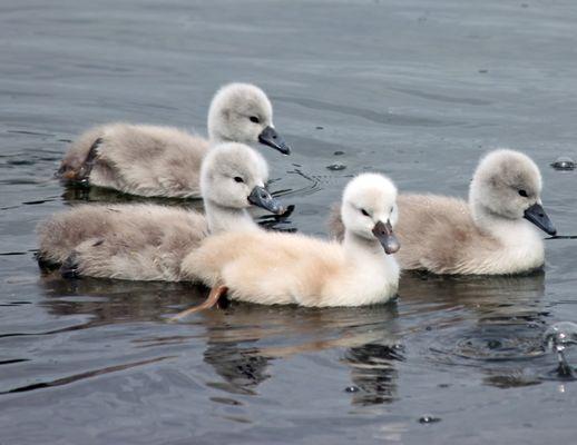 Furry little guys.