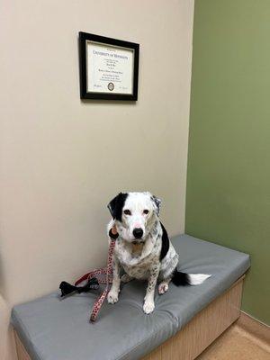 Poppy waiting for Doctor Kurtz, not her first rodeo.