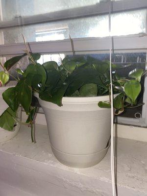 Heart leaf philodendron