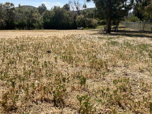 Sharp weeds and dead grass