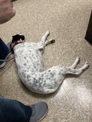 My dog laying on the floor waiting for the vet to return