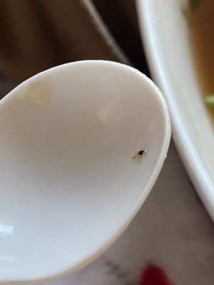 fruit fly in broth