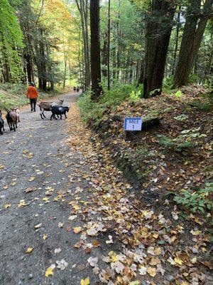 Gould Farm 5k w the goats!