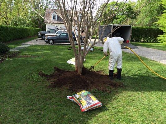 Improper planting remediation work, by use of Air-Spade/compressed air tool.