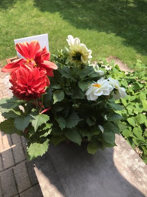 Dahlias