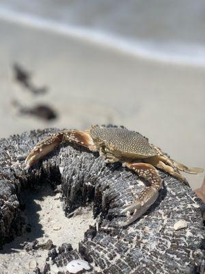 Crab