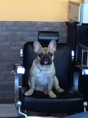 Barber shop mascot louis the frenchie