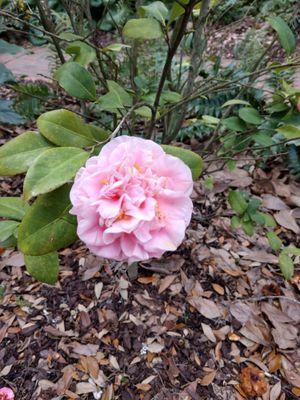 Double Camellia