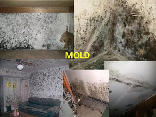 Mold Remediation Services