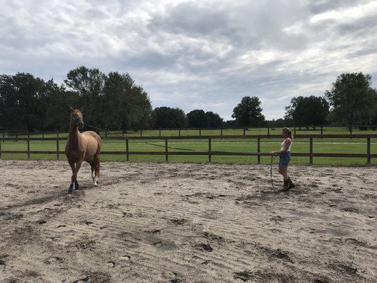 Miss Debbie having a training session with our 17hh thoroughbred mare.