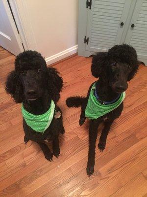 Atticus & Björn after being groomed at A Affectionate Pet Parlor