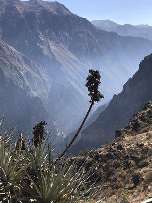 Coca Canyon Peru at 0730, 16,000 feet. Deepest canyon in South America