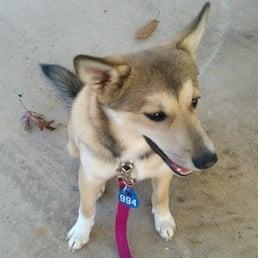 Shelby was successfully trained by Yuki in 2012.