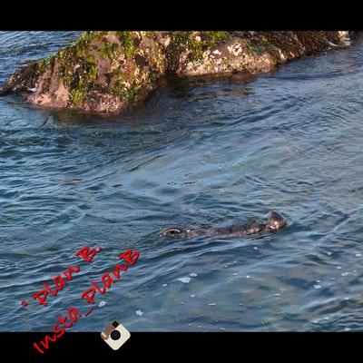 Sea Otter playing in his habitat, taken from the top of the cliff