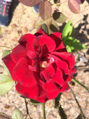 Red Rose from the Rose Garden.