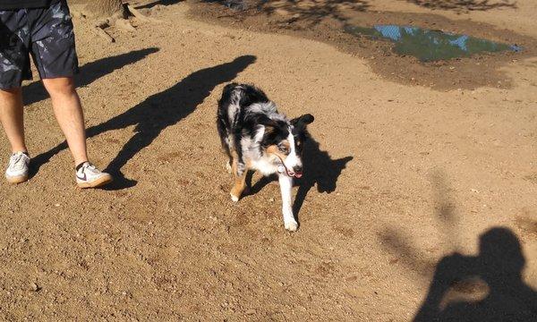 I usually have a tough time not noticing Australian Shepherds.