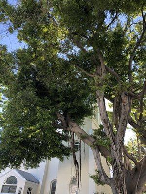 Amazing shady tree in this old established are of which this Church is an anchor.