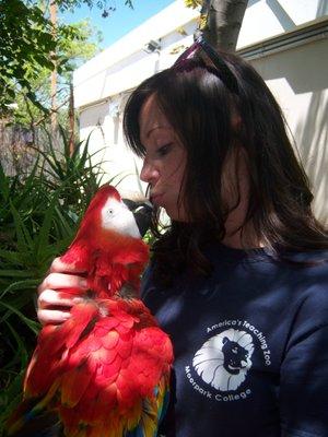 Some scarlet macaw love!