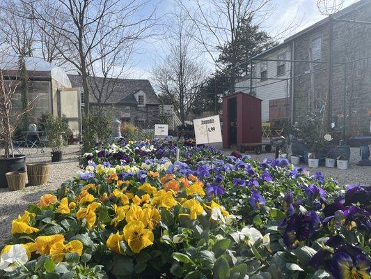 Pansies and other spring flowers are starting to fill our tables.