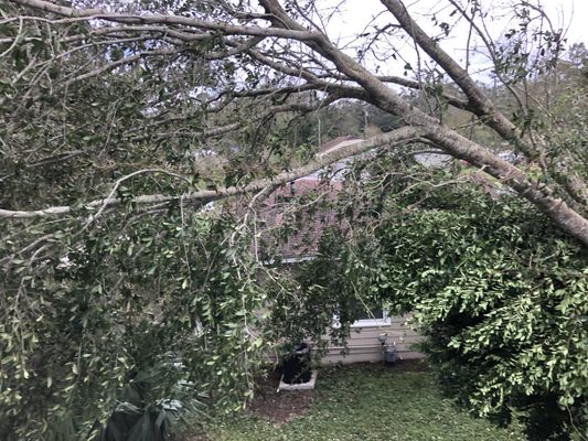 Uprooted tree over my roof