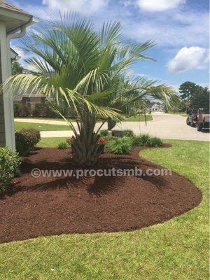 Fresh chocolate mulch with deep edging to compliment your curb appeal.