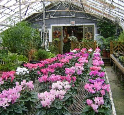 Mount Williams Greenhouses