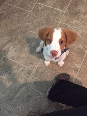 Oliver our Brittany Spaniel