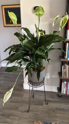 Medium peace lily basket