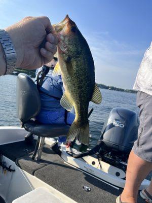 Large Mouth Bass