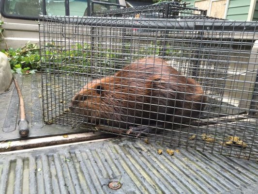 #beaverremoval