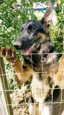 Happy puppy, eagerly awaiting his turn to train!