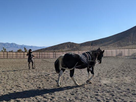 Boarders and their beauty in the arena