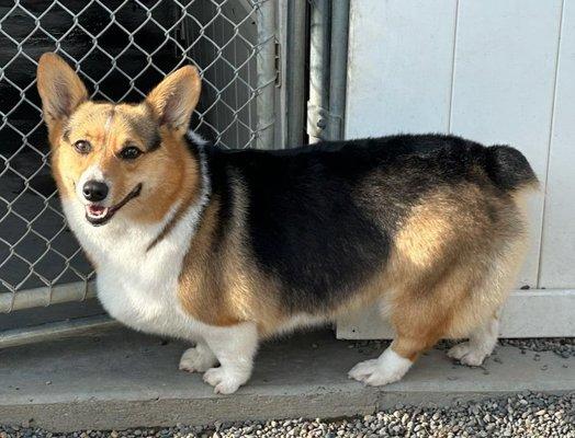 Brickyard Boarding Kennel