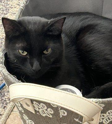 Found Black Male Cat with Blue Collar.  Taken in by Saint Gabriel Feline Foundation.