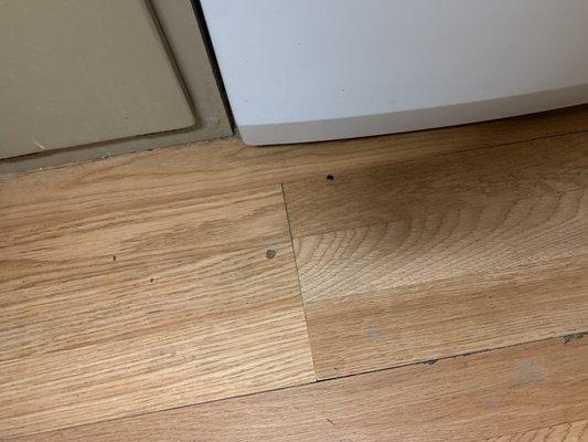 Dead bugs on bedroom floor