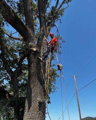 Power line clearance and removal of sick branches.