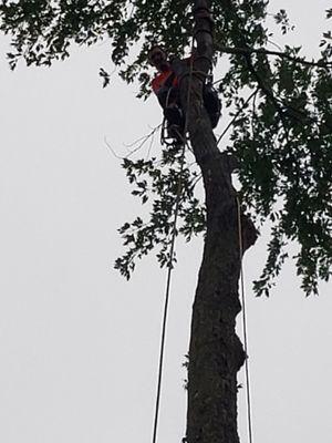 LCTH Trees and Landscaping