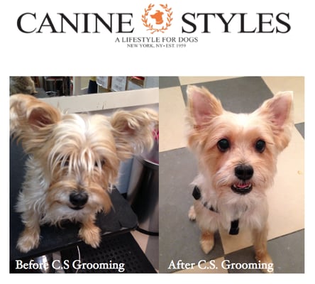 Eddies Hair Before and after Spa Day at Canine Styles