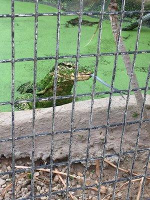 Meet Lucky the water iguana at Texas Reptile Zoo!