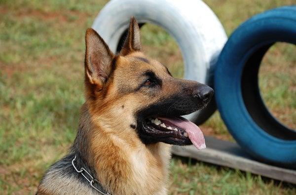 Nationally recognized dog trainer Andy Hanellin brings over 30 years of personal experience.