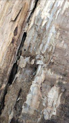 Rotten wood infested with termites for $10 a bundle! Can't be good for our National Parks!