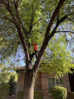 Arbor Masters Tree Service