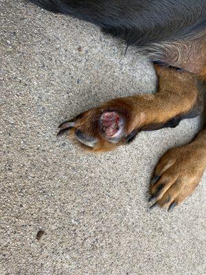 Another view of my dogs right rear paw.