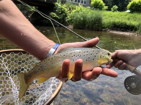 Small stream fly fishing in Central New York!