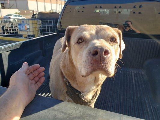 BLUE (our shop's Welcoming Committee) wants to say Hi!  (He especially LOVES the customer's that bring him hamburgers or tacos!)  :-)