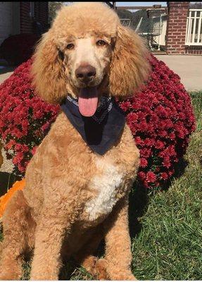 Southern Aussiedoodles