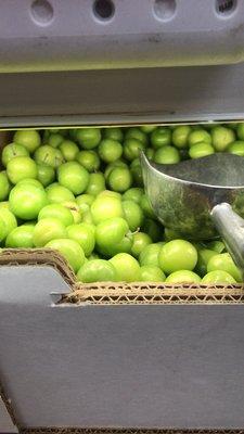 Green plums called garanek in Arabic known to Lebanon and Palestine