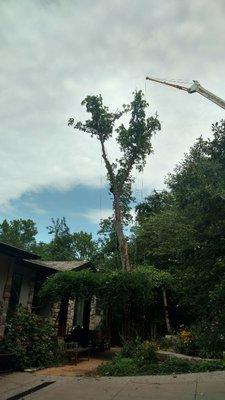 This badly damaged oaked had a 30 foot fracture. That had to be stabilized. With the right setup an amazing crew everything went as planned.