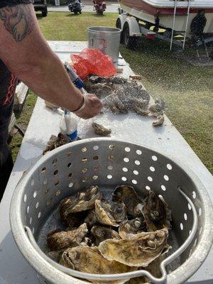 Fresh oysters coming off the steamer